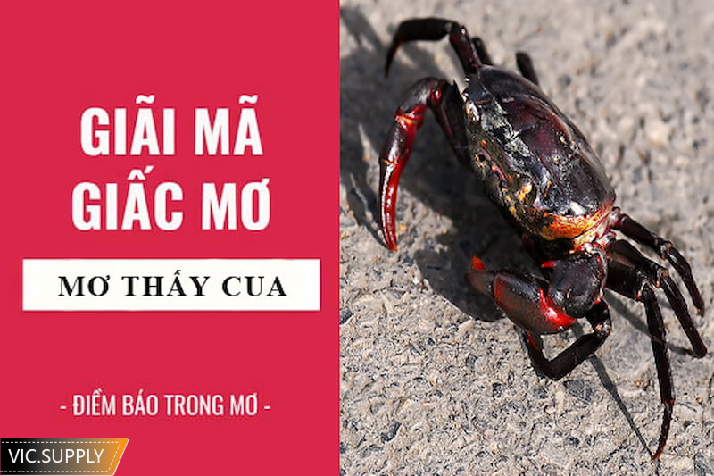 Ý nghĩa của những giấc mơ có cua
