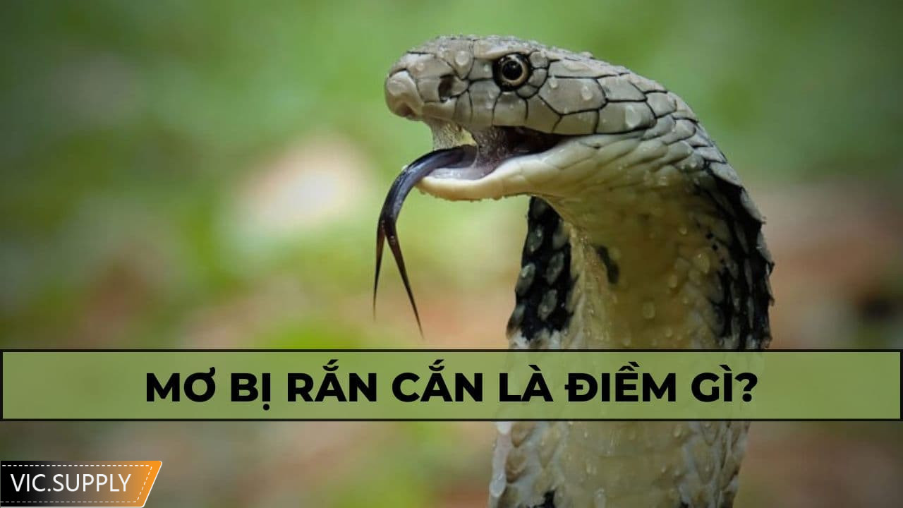 Nằm mơ thấy rắn cắn đánh số gì, có ý nghĩa gì?