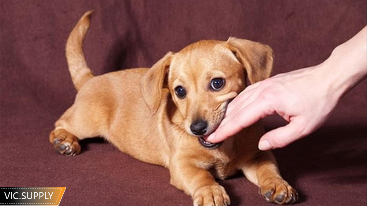 Nằm mơ thấy chó cắn đánh số mấy - mơ thấy chó cắn tay