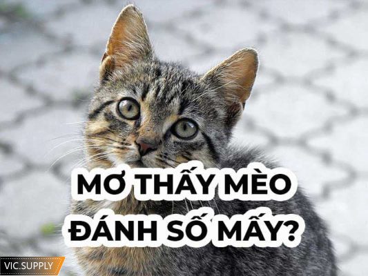 nằm mơ thấy mèo đánh số mấy